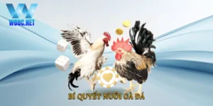 Bí quyết nuôi gà đá