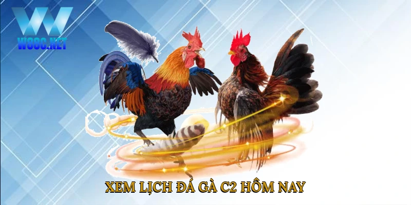 Xem lịch đá gà C2 hôm nay